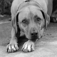 Suri